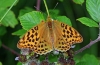 Dark Green Fritillary