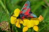 Five Spot Burnet