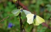 Courting Brimstone's