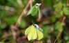 Courting Brimstone's