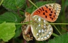 Dark Green Fritillary