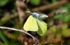 Brimstone In Flight