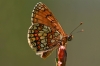 Heath Fritillary