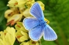 Common Blue