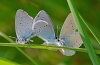 Small Blue Trio