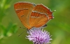 Brown Hairstreak