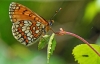 Heath Fritillary