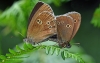 Ringlets