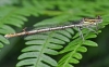 White Legged Damselfly