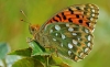 Dark Green Fritillary