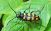 Four Banded Longhorn Beetle