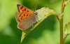 Small Copper