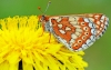 Marsh Fritillary