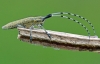 Golden Bloomed Longhorn Beetle
