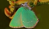 Green Hairstreak