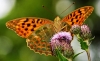 Silver Washed Fritillary