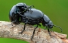 Bloody Nosed Beetles