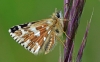 Grizzled Skipper