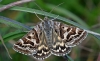 Mother Shipton Moth