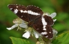 White Admiral