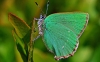 Green Hairstreak