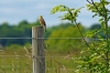 Yellowhammer