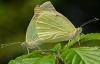 Large Whites