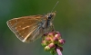 Dingy Skipper