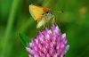 Essex Skipper