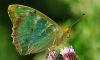 Silver Washed Fritillary