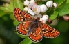 Marsh Fritillary