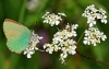 Green Hairstreak