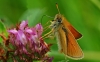 Essex Skipper