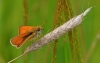 Essex Skipper