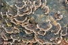 Turkey Tails