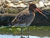 Bar Tailed Godwit