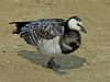 Barnacle Goose