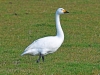 Bewick Swan