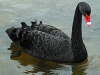 Black Swan