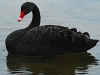 Black Swan