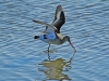 Black Tailed Godwit