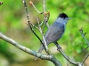 Blackcap