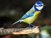 Blue Tit