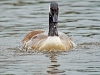 Canada Goose