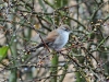 Ceti's Warbler