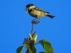 Coal Tit