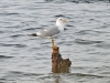 Common Gull