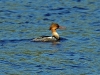Common Merganser