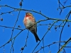 Common Redpoll