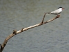 Common Tern